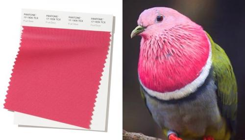 Модные цвета 2019 осень Пантон. Pantone: цвета осенне-зимнего сезона 2019-2020