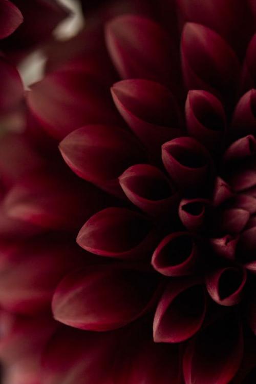 Марсала цвет. Всё, что нужно знать о цвете Марсала