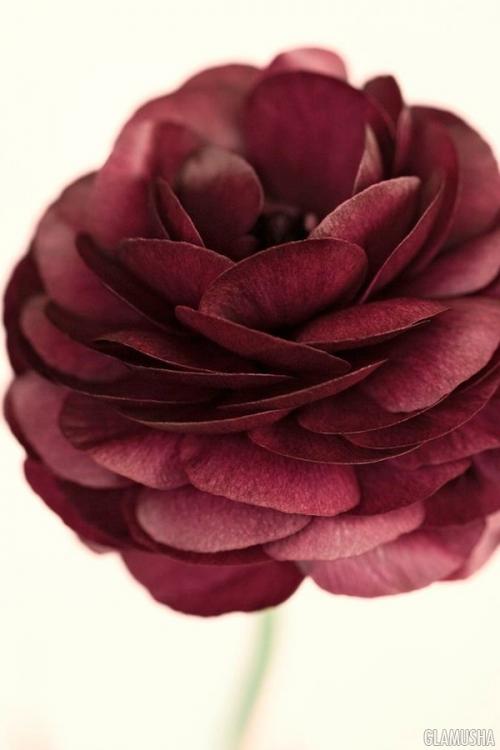 Марсала цвет. Всё, что нужно знать о цвете Марсала