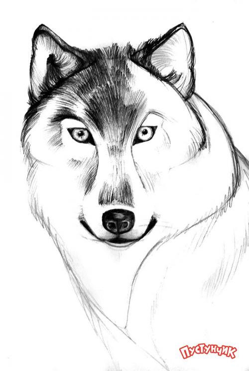 Как нарисовать волка. Как нарисовать портрет волка карандашом
шаг за шагом