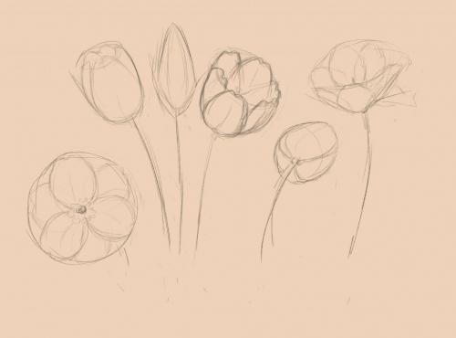 Как нарисовать тюльпан. Как нарисовать красный тюльпан