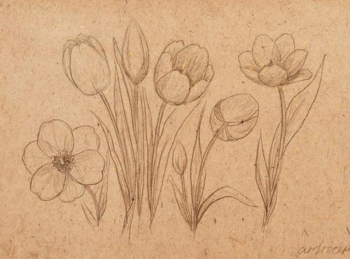 Как нарисовать тюльпан. Как нарисовать красный тюльпан