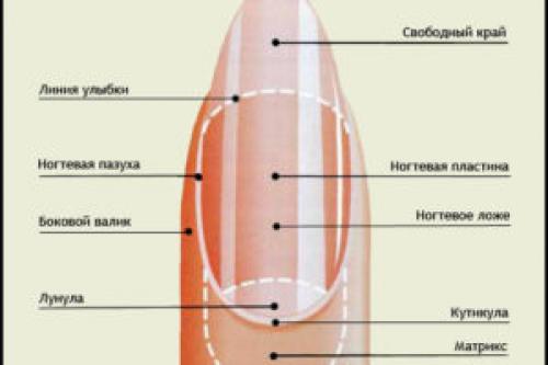 Нарастает кожа вокруг ногтей на ногах. Почему кожа у ногтей перестает быть нежной