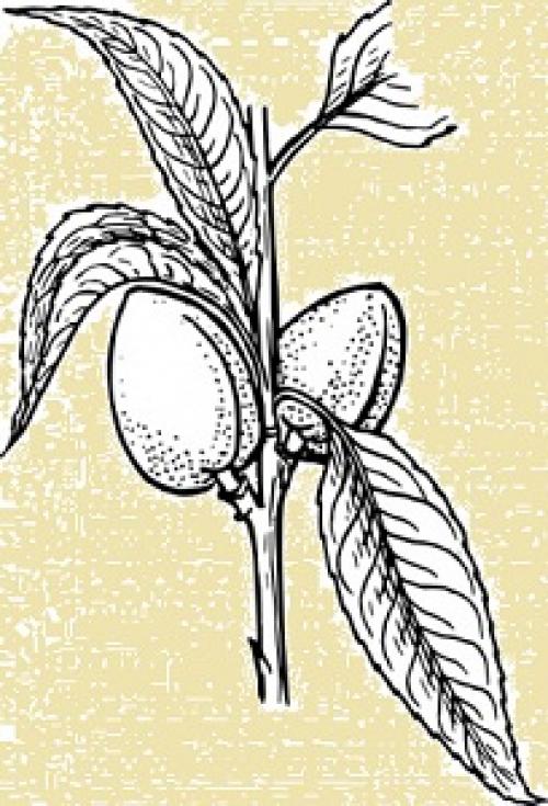 Миндальное масло для лица применение. Применение миндального масла в уходе за лицом 03
