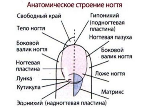 Строение ногтя для мастера маникюра. Строение ногтя