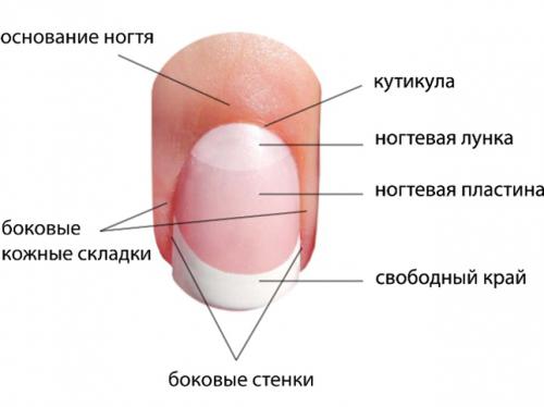 Строение ногтя для мастера маникюра. Строение ногтя