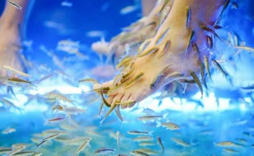 Как называется массаж ног рыбками. Массаж рыбками