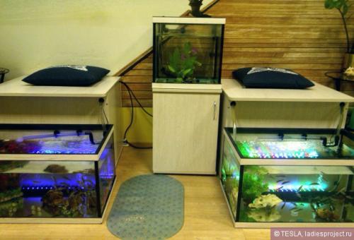 Рыбки которые ноги чистят. Что такое фиш-пилинг 05 Рыбки которые ноги чистят. Что такое фиш-пилинг 05