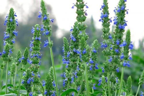 Семена чиа слабят. Семена чиа –, что это?