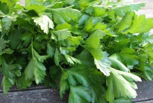 Как сделать отбеливающую маску из петрушки. Маска из петрушки, как простой и эффективный способ от пигментных пятен