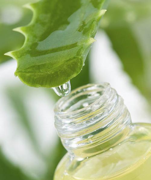 Алоэ вера для лица в ампулах. Удивительные свойства чудо-растения 09