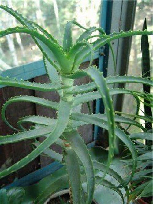 Столетник. Алоэ древовидное (Столетник): лечебные свойства и противопоказания