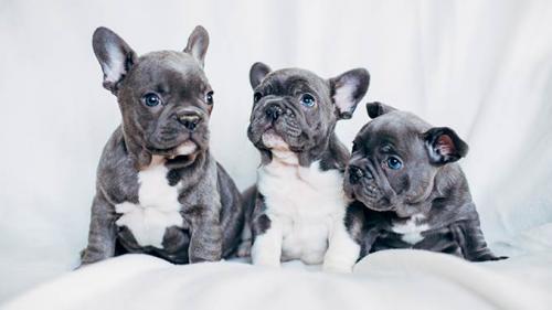 Французский бульдог. Содержание и уход