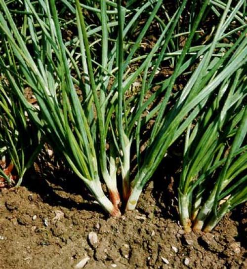 Лук, что это в моде. Look, лук 08 Лук, что это в моде. Look, лук 08