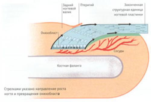 Дырка на ногте. Лечение подногтевой гематомы 06 Дырка на ногте. Лечение подногтевой гематомы 06