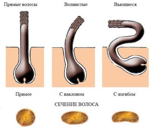 Стрижки для кудрявых волос молодящие. 100 модных стрижек на вьющиеся волосы с фото