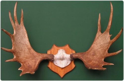 Ценность рогов лося. Оценка рогов лося