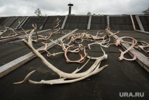 Продать рога в китай. Как устроен черный рынок рогов оленей — «лекарства от смерти»