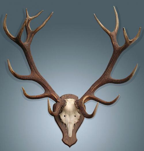 Рога оленя. Сколько стоят рога оленя и от чего зависит цена