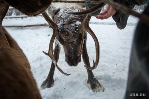 Продать рога в китай. Как устроен черный рынок рогов оленей — «лекарства от смерти»