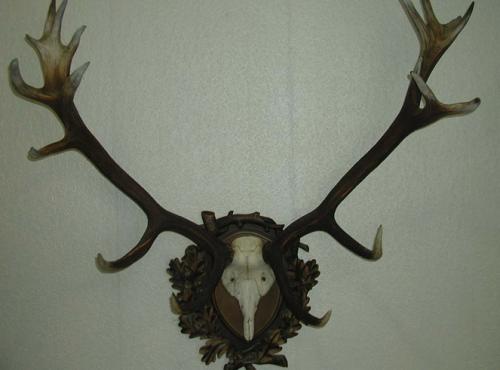 Рога оленя. Сколько стоят рога оленя и от чего зависит цена