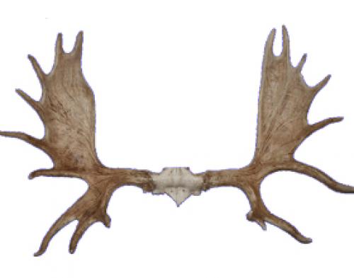 Рога оленя. Сколько стоят рога оленя и от чего зависит цена