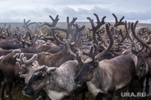 Продать рога в китай. Как устроен черный рынок рогов оленей — «лекарства от смерти»