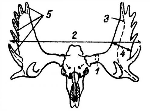 Ценность рогов лося. Оценка рогов лося
