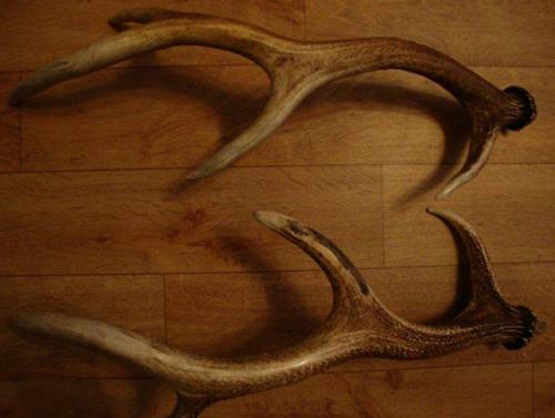 Рога оленя. Сколько стоят рога оленя и от чего зависит цена