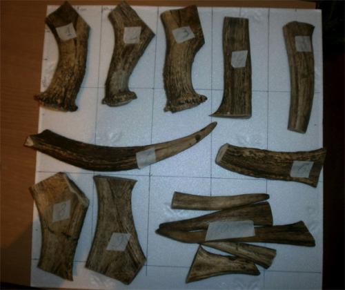 Рога оленя. Сколько стоят рога оленя и от чего зависит цена