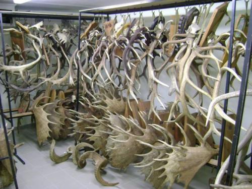 Как насадить рог на нож. Преимущества ручки ножа из рога