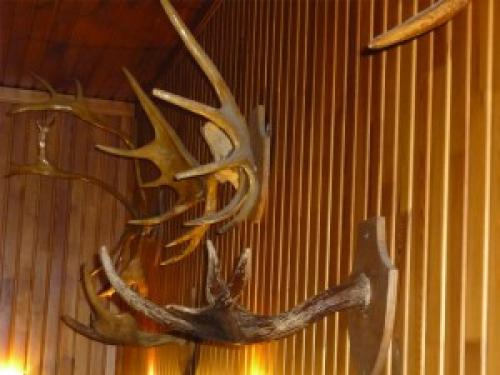 Как закрепить рога на стене. Как крепить рога к стене