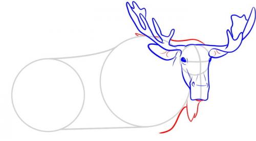 Как нарисовать рога лося. Лось — рисунок для детей карандашом поэтапно