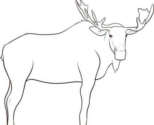 Как нарисовать рога лося. Лось — рисунок для детей карандашом поэтапно
