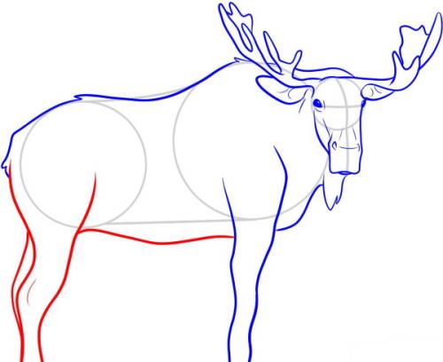 Как нарисовать рога лося. Лось — рисунок для детей карандашом поэтапно