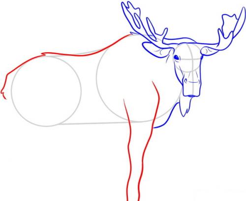 Как нарисовать рога лося. Лось — рисунок для детей карандашом поэтапно