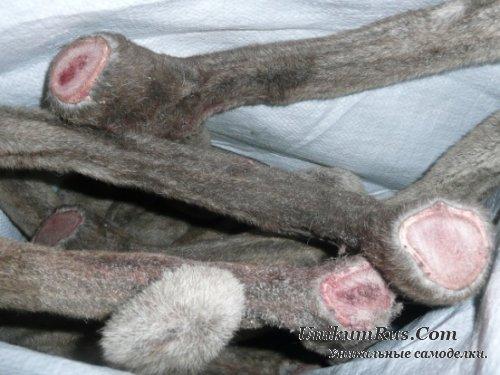 Как Выпрямить рога оленя для Ручки ножа. Как выпрямить рог оленя для рукояти ножа 05