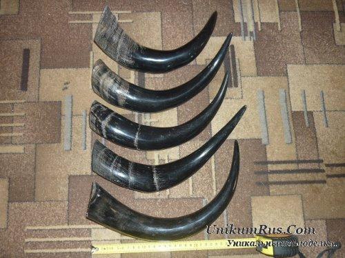 Как Выпрямить рога оленя для Ручки ножа. Как выпрямить рог оленя для рукояти ножа 06