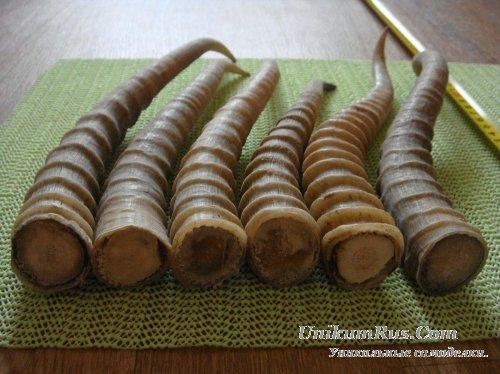 Как Выпрямить рога оленя для Ручки ножа. Как выпрямить рог оленя для рукояти ножа 10