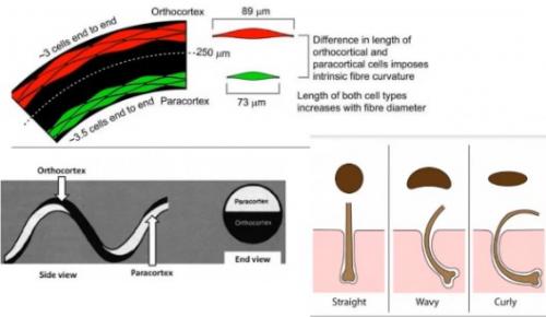 Как избежать проблем с кудрявыми волосами. 5 причин, по которым кудрявые волосы сухие и ломкие, и что с этим делать