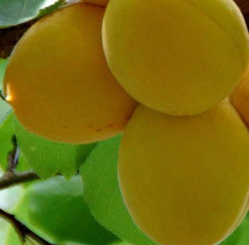 Как удалить волосы в зоне бикини навсегда в домашних условиях. День за днем: интимная депиляция дома