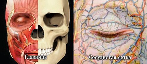 Темные уголки глаз, как избавиться. Давайте взглянем на анатомическое строение области глаз.