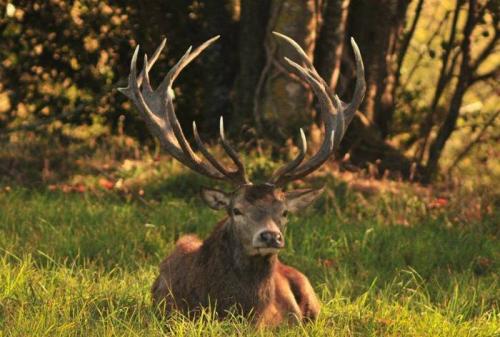 Возможно ли создать рога без каких-либо специальных навыков или опыта. Как получить огромные рога у оленя