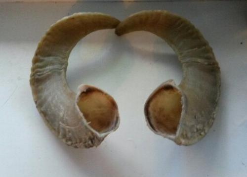 Какой инструмент нужен для изготовления рогов. Как я шофар делала