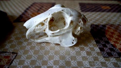 Есть ли специальные техники склейки и крепления рогов. Как подготовить рога и череп?