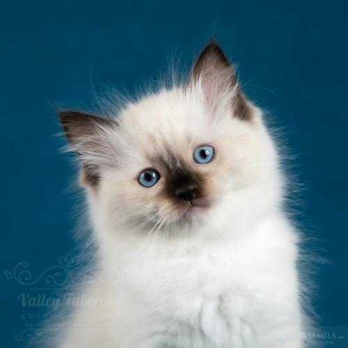 Наша Нелли - красотка с маникюром на лапках! 02