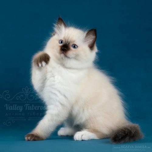 Наша Нелли - красотка с маникюром на лапках! 03