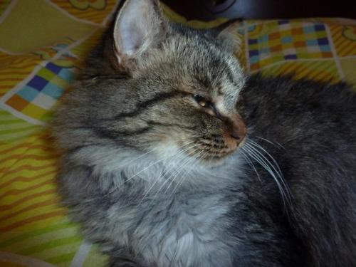 Всем - всем привет от бывшеприютских кефира и шоколадки! 01