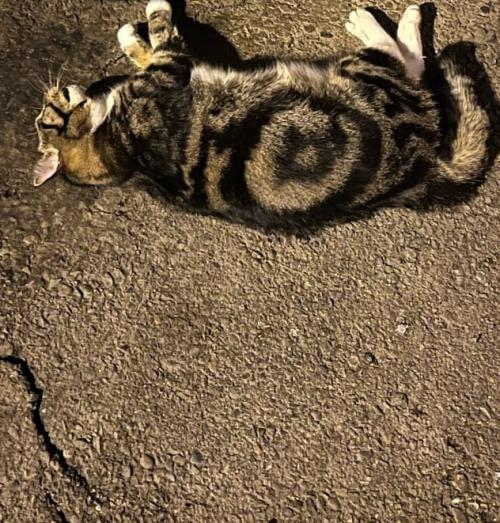 41-Летняя женщина из Красноярска после ссоры с мужем выбросила из окна двух кошек, собаку и множество бытовых вещей. 02