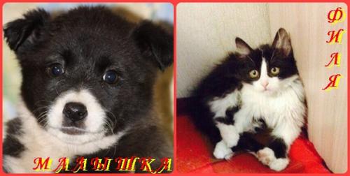 Очередные счастливчики Кошкиного Дома! 01 Очередные счастливчики Кошкиного Дома! 01